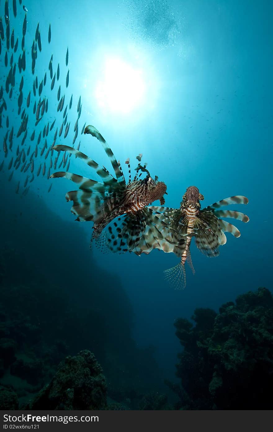 Lionfish and ocean taken in the Red Sea.