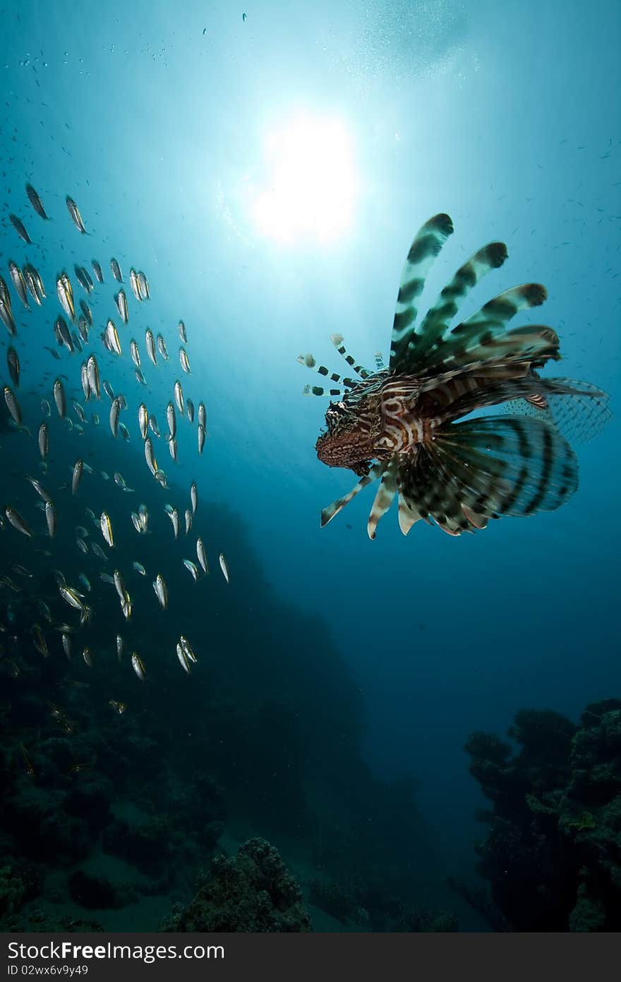 Lionfish and ocean taken in the Red Sea.