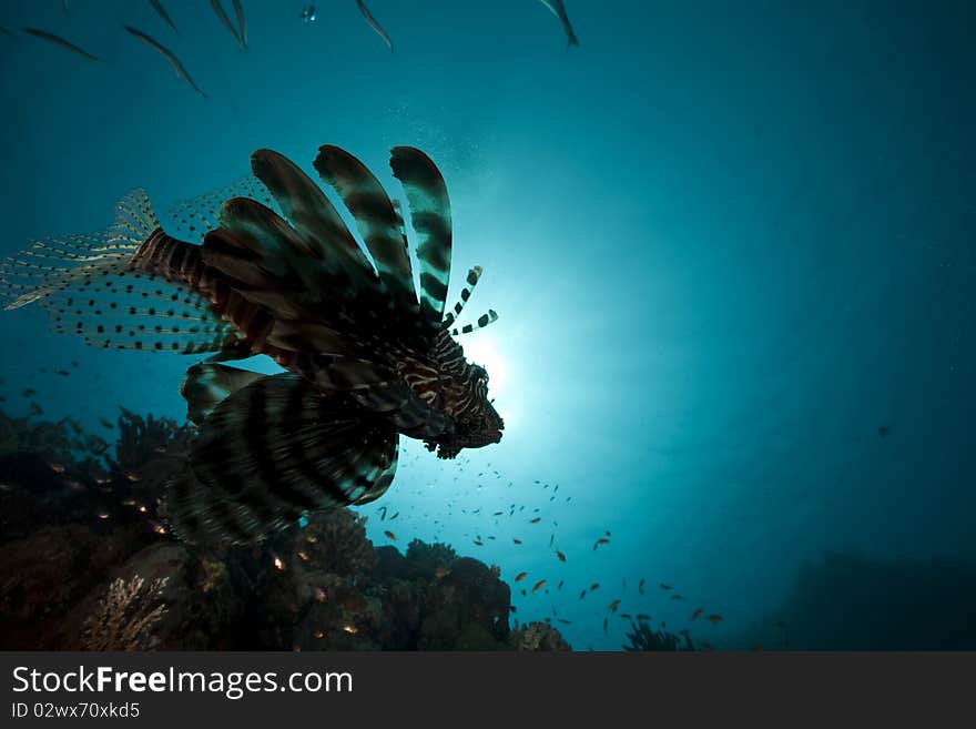 Lionfish and ocean taken in the Red Sea.