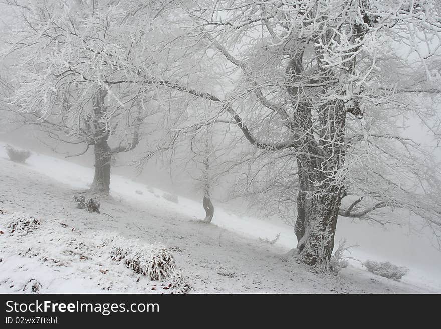 Winter trees