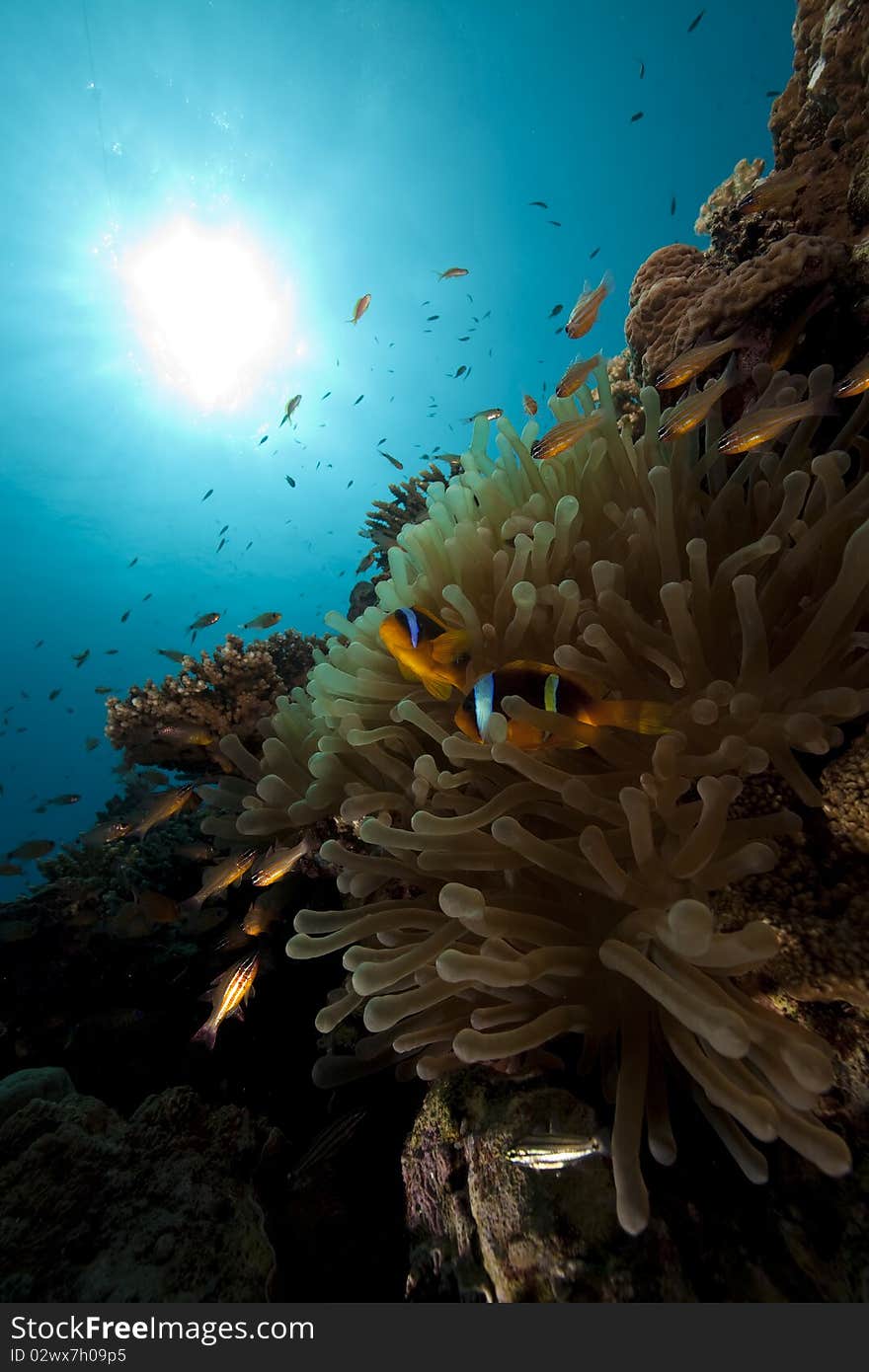 Anemonefish and ocean taken in the Red Sea.