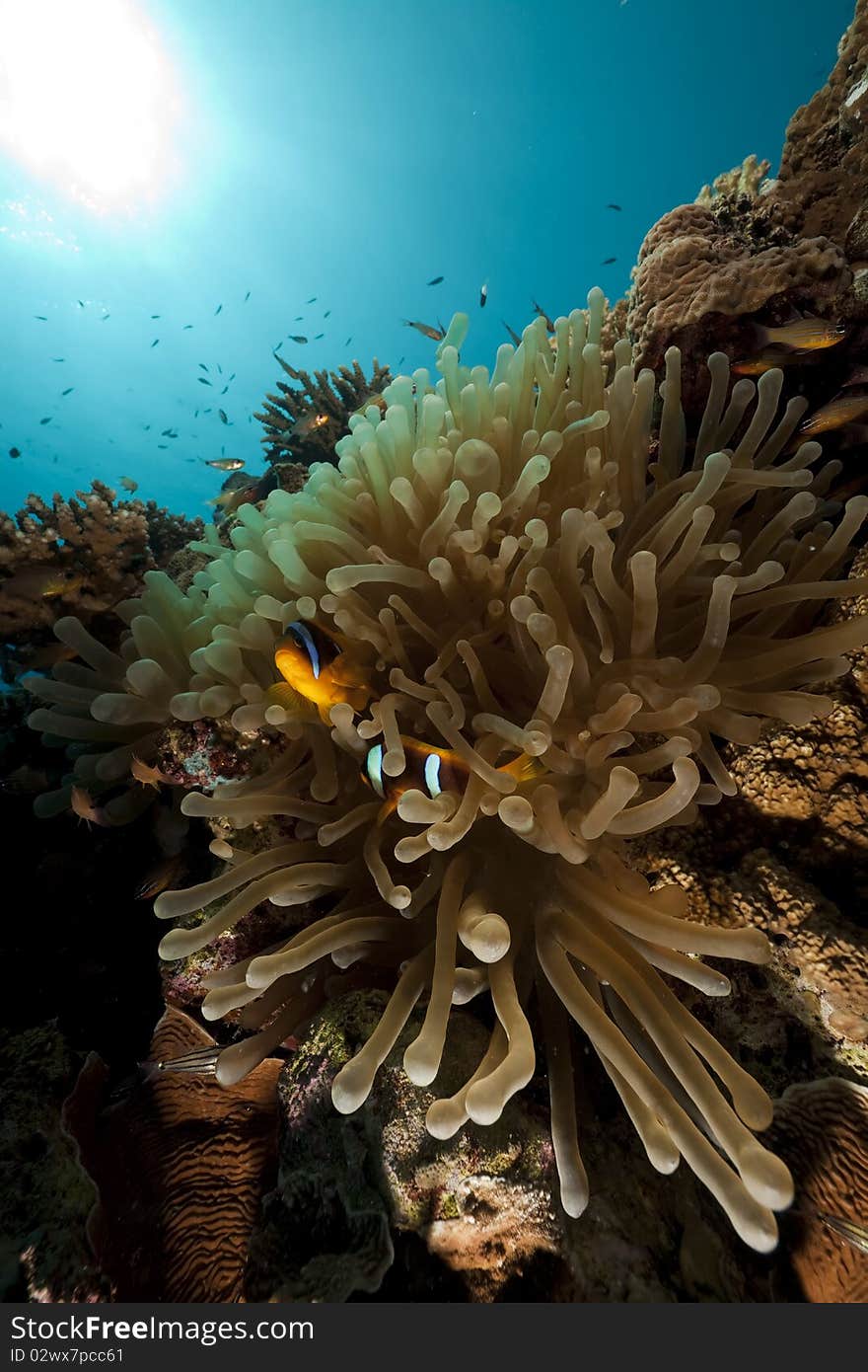 Anemonefish and ocean taken in the Red Sea.