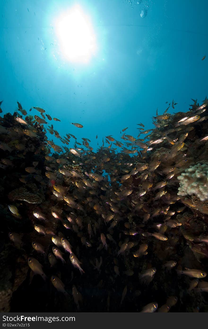 Glassfish and coral taken in the Red Sea.