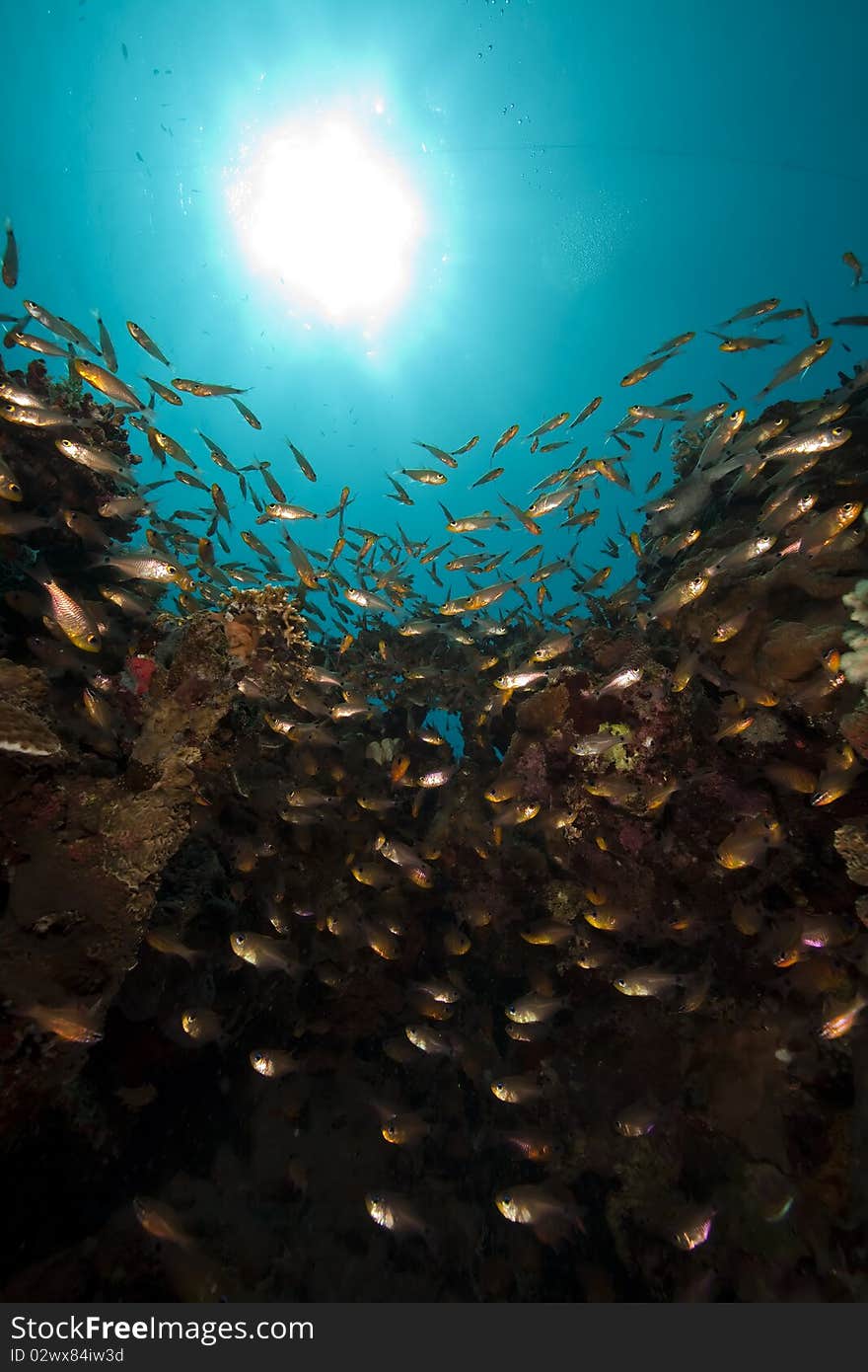 Glassfish and coral taken in the Red Sea.