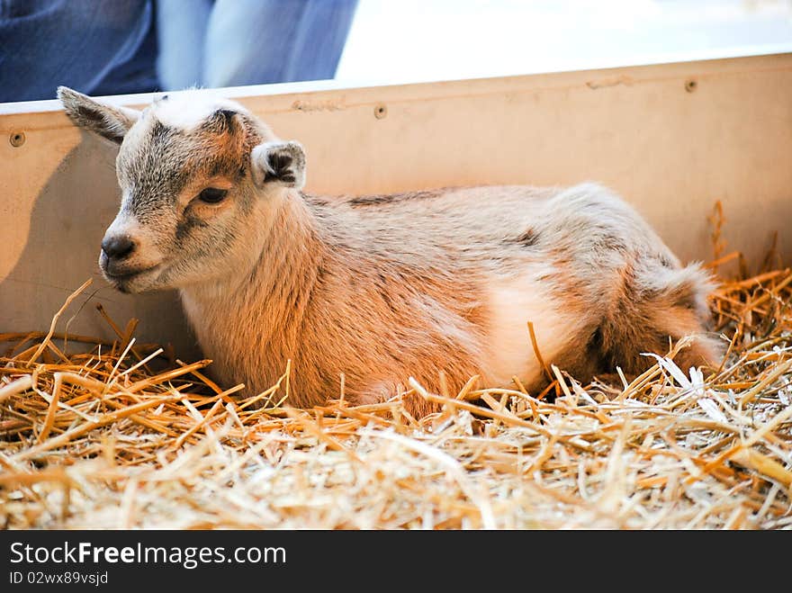 Baby goat lying in the hay