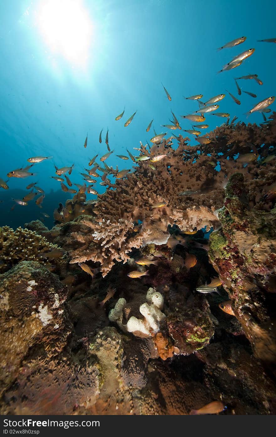 Glassfish and coral taken in the Red Sea.