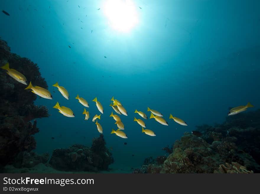 Blue-striped snappers and ocean taken in the Red Sea.