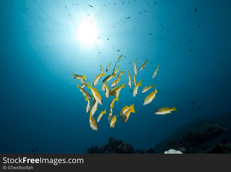 Blue-striped snappers and ocean taken in the Red Sea.