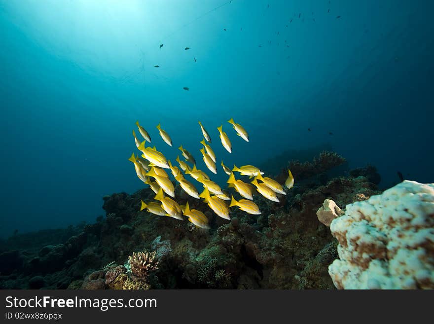 Blue-striped snappers and ocean taken in the Red Sea.