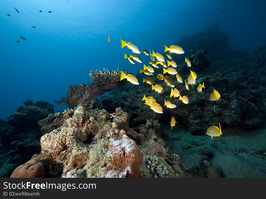 Blue-striped snappers and ocean taken in the Red Sea.