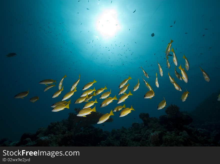 Blue-striped snappers and ocean taken in the Red Sea.