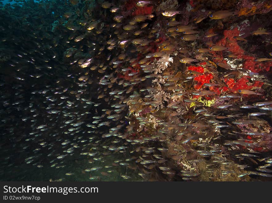 Sweepers and coral taken in the Red Sea.