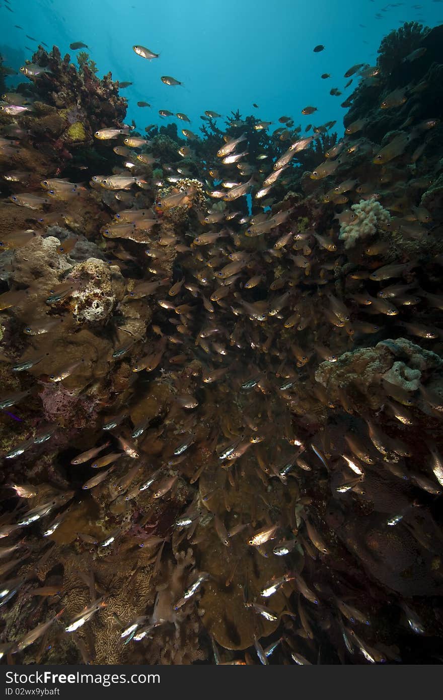 Sweepers and coral taken in the Red Sea.