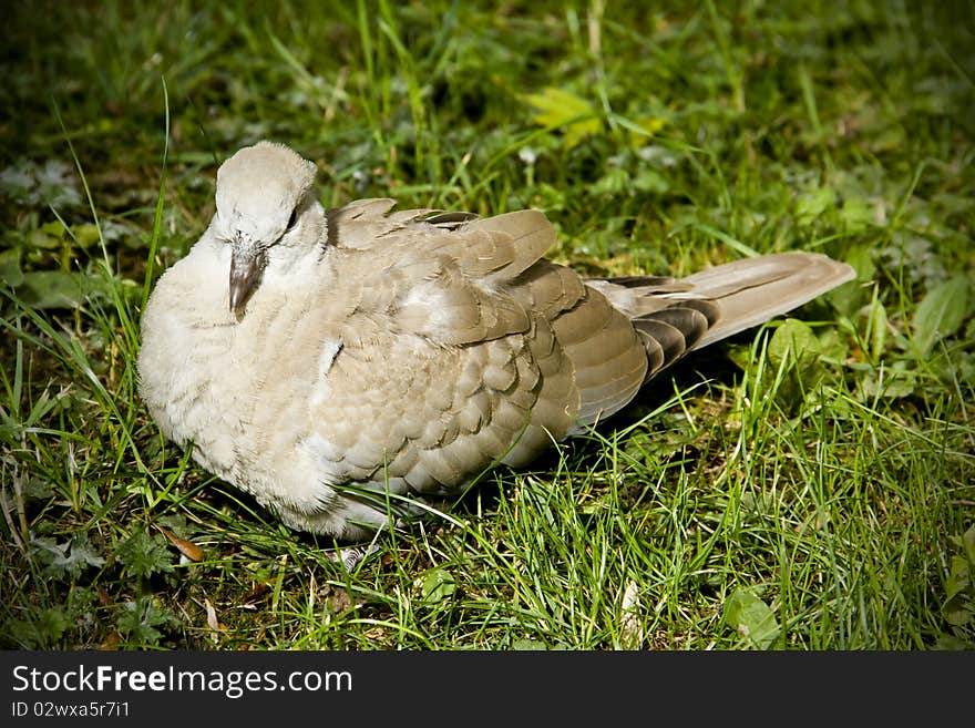 Resting Collared Dove