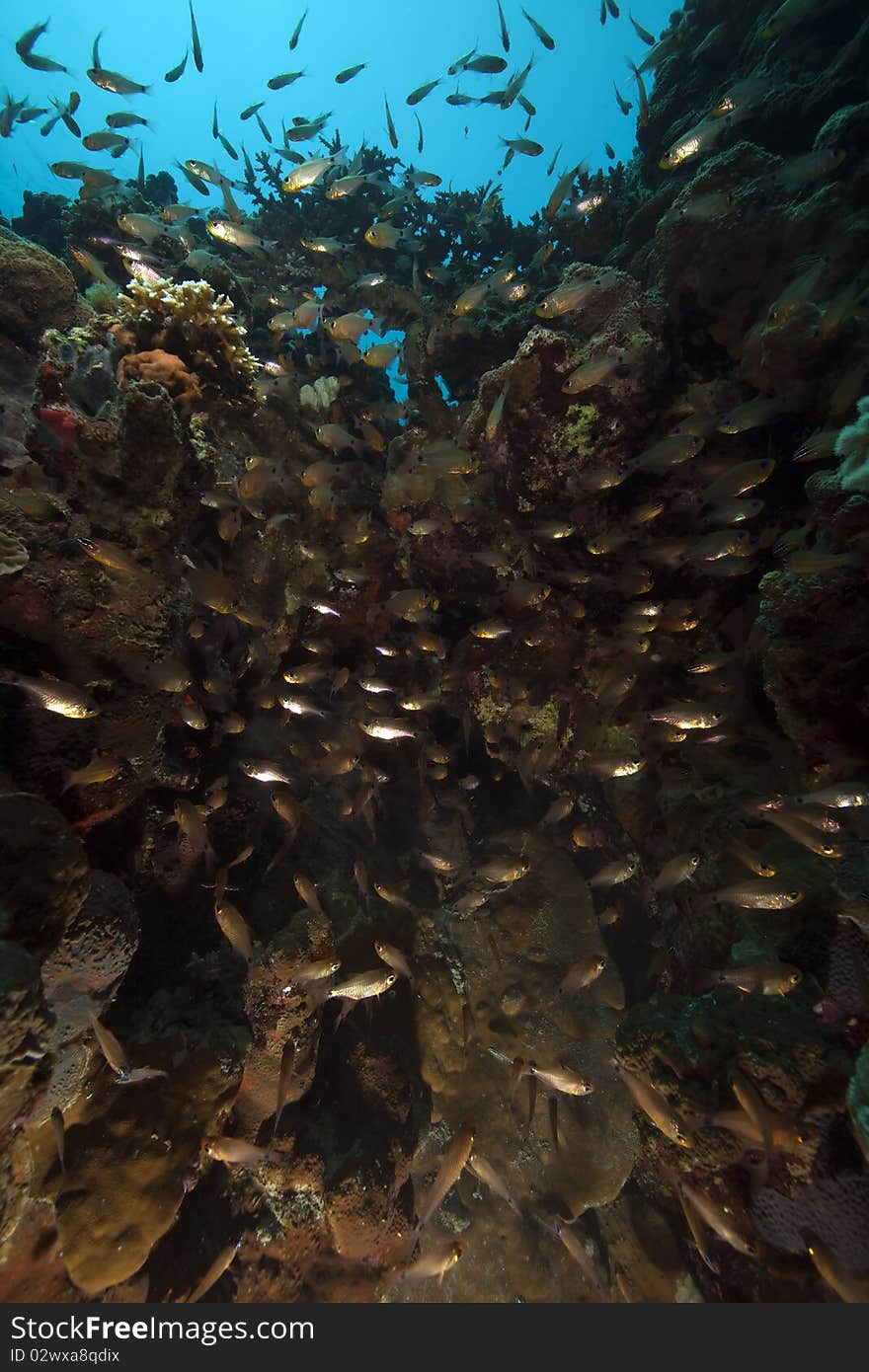 Sweepers and coral taken in the Red Sea.