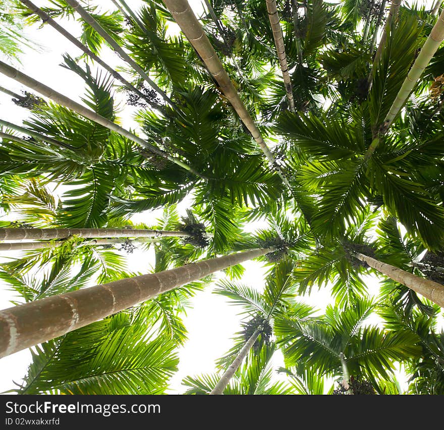 Palm Trees