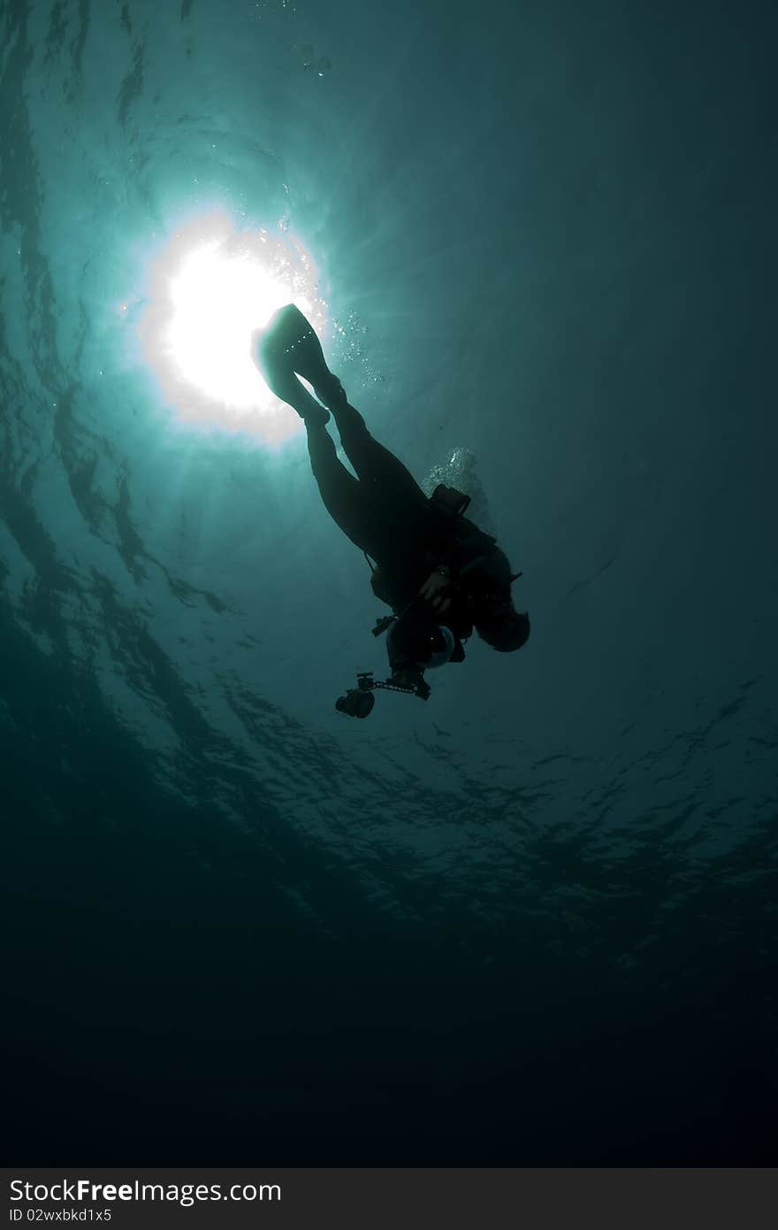 Diver - underwater photographer- silhouette taken in the Red Sea.