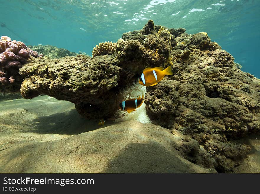 Anemonefish and ocean taken in the Red Sea.