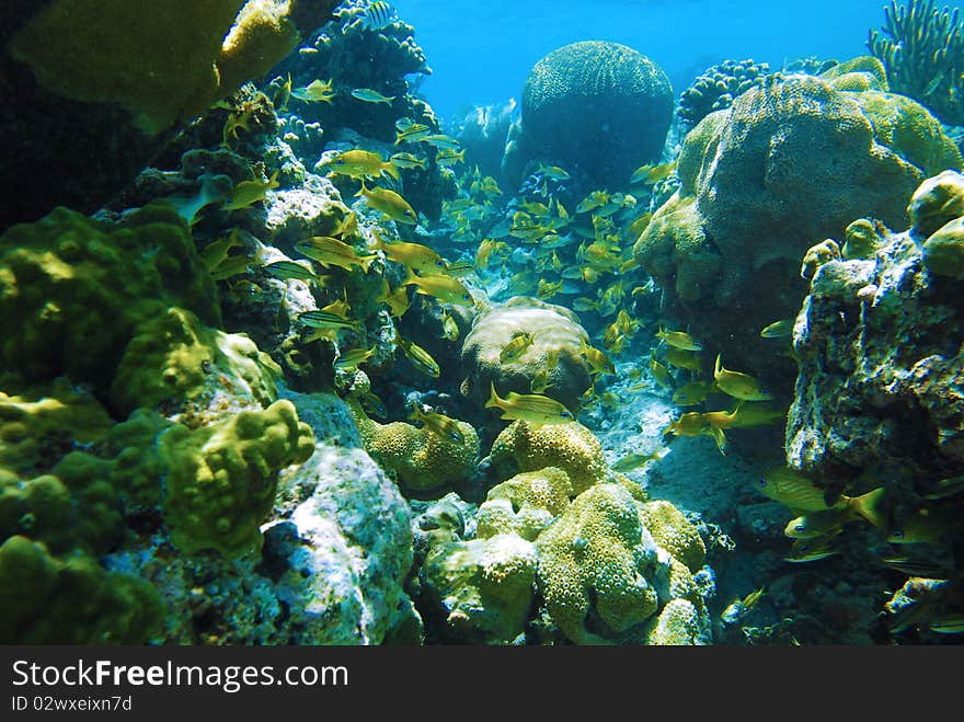 Underwater Reef