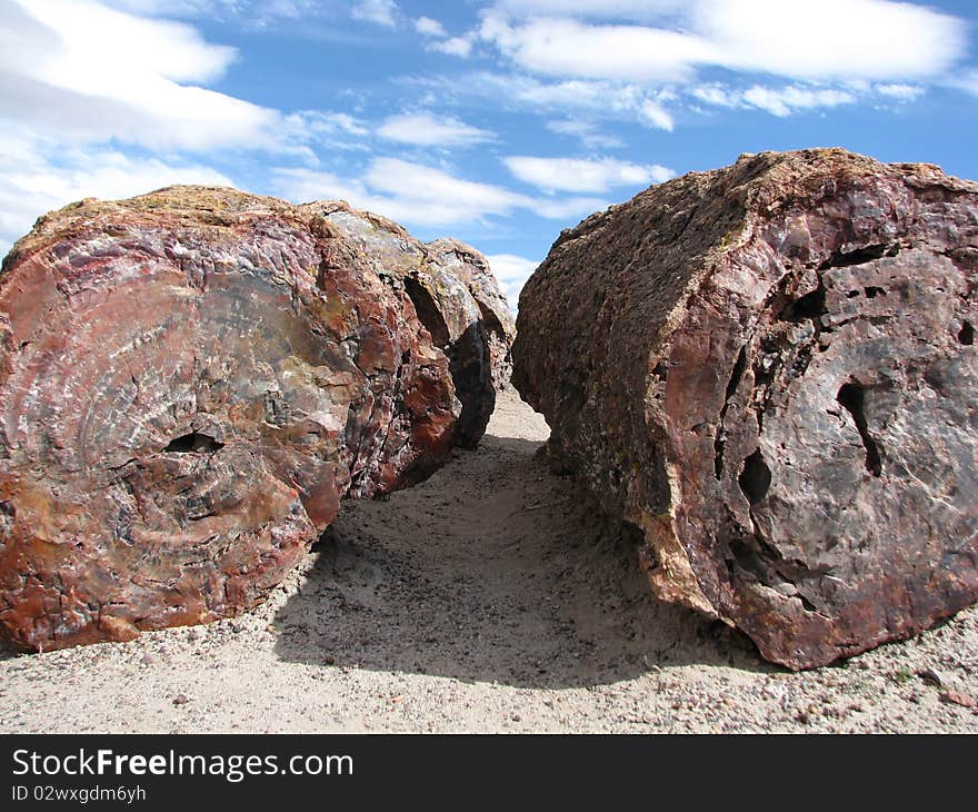 Petrified wood in the Painted Desert, Petrified National Forest, AZ. Petrified wood in the Painted Desert, Petrified National Forest, AZ