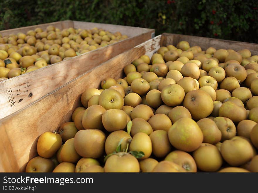 Winsor apples in crates from the orchard