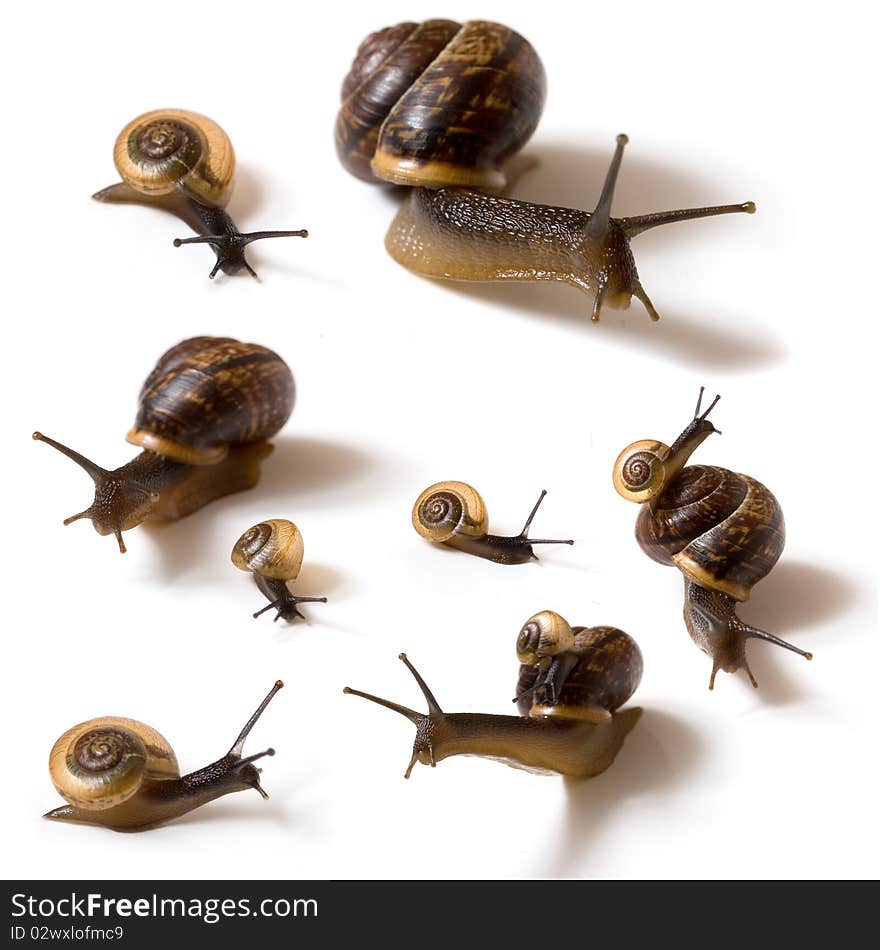 Several snails on white background.