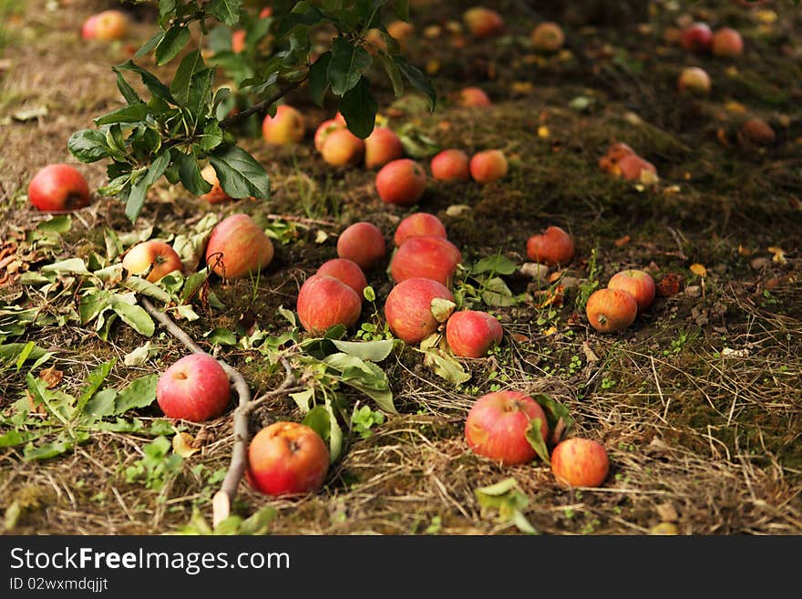 Fallen red apples in an orchard