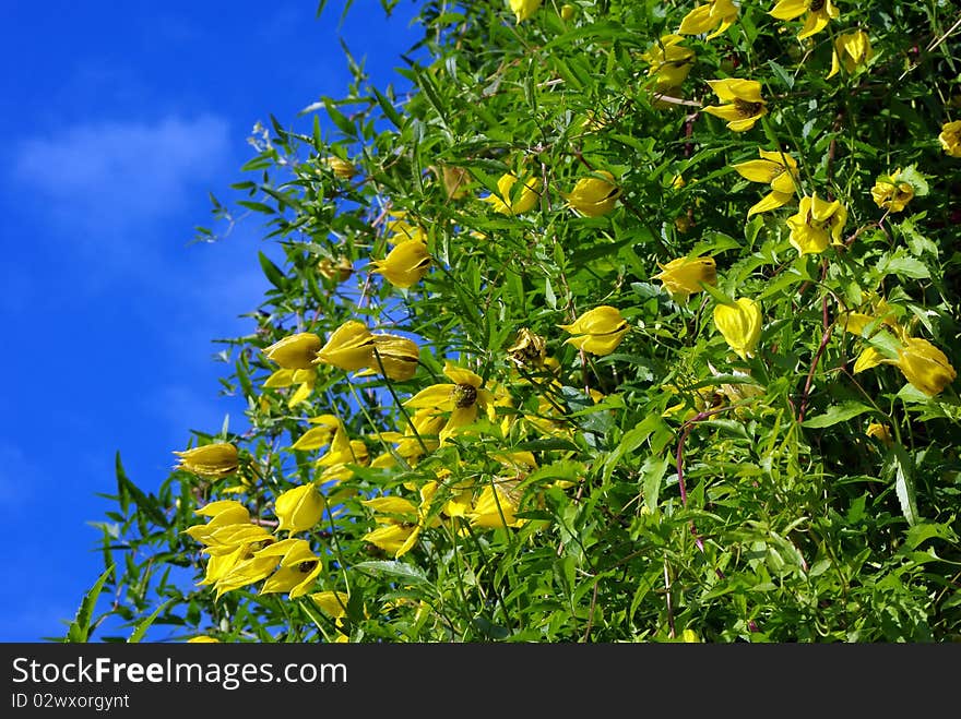 Yellow clematis flowers over the blue sky background. Yellow clematis flowers over the blue sky background