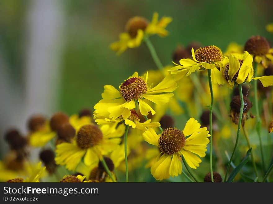 Gerbera flower