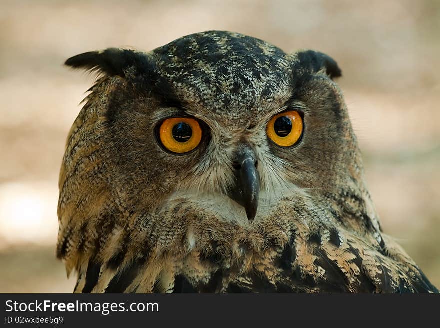 Eurasian Eagle Owl