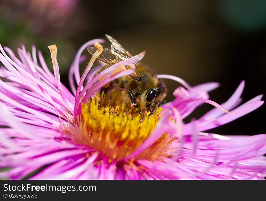 Bee on pink flower