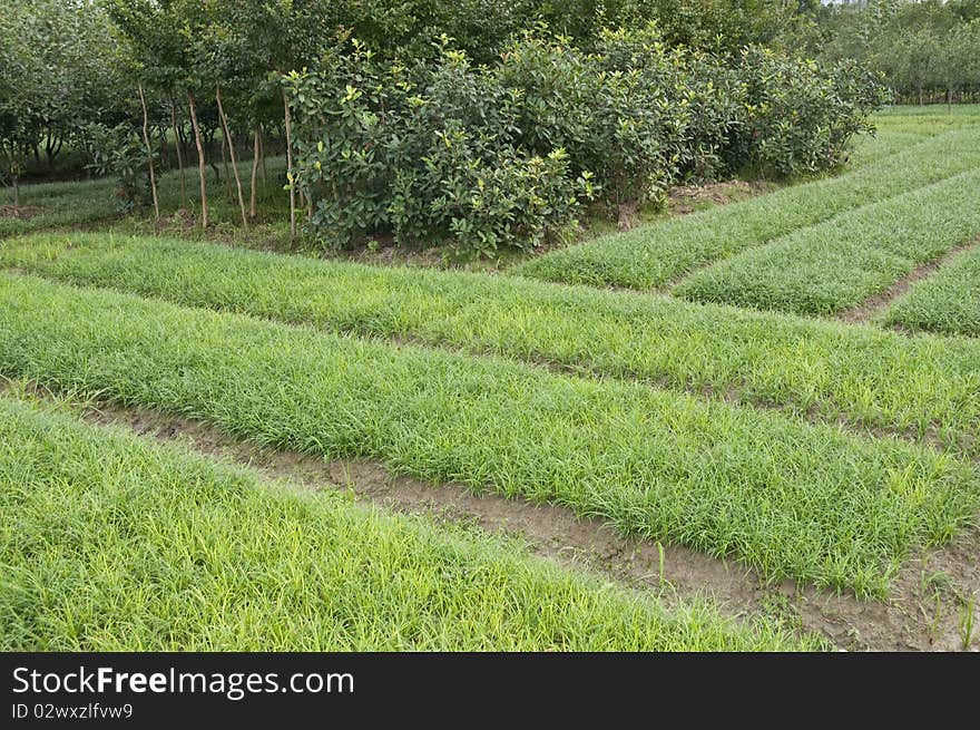 The greensward for virescence in the field