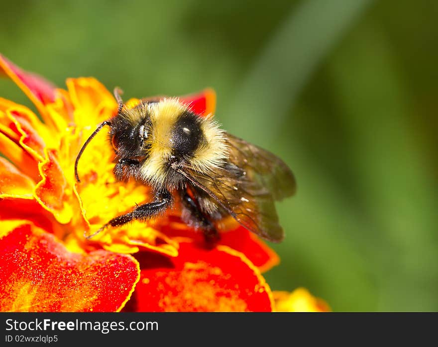 Bumblebee On A Flower