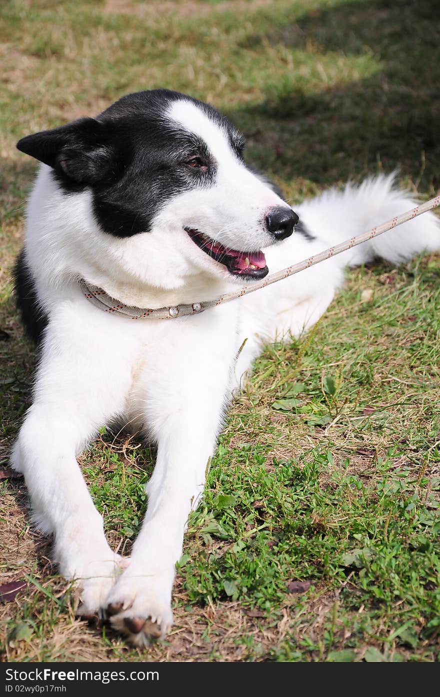 White black dog