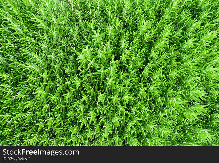 Close up green grass background. Close up green grass background