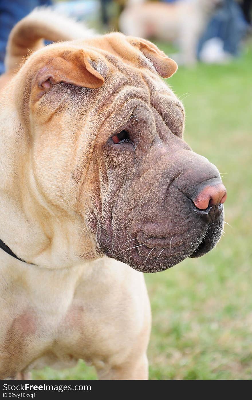 Sharpei