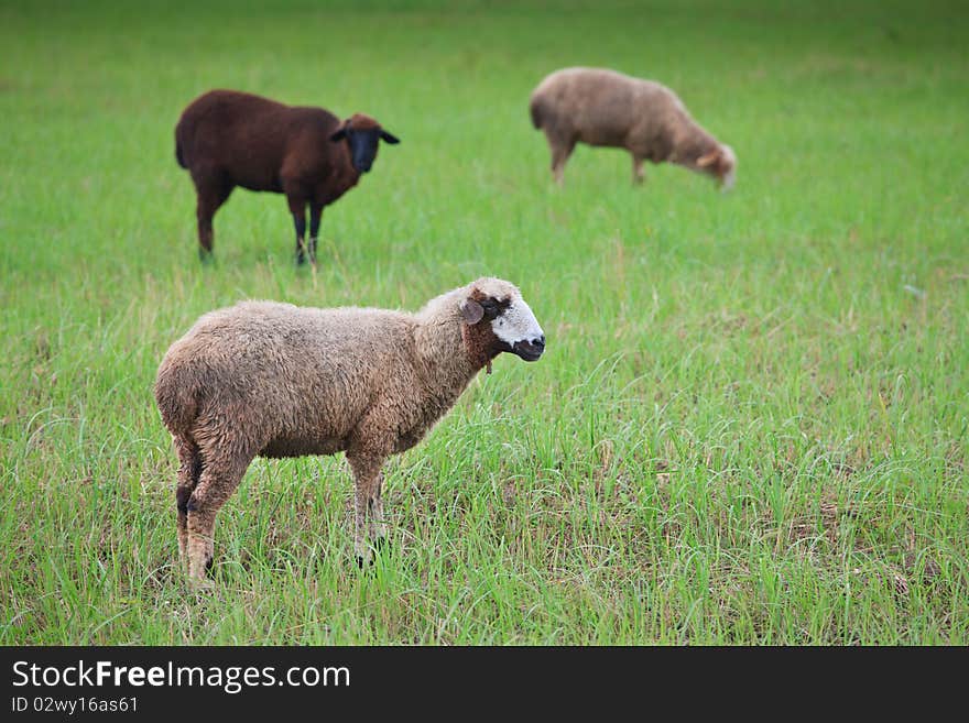 A flock of sheep grazing on the field among the haystacks. A flock of sheep grazing on the field among the haystacks