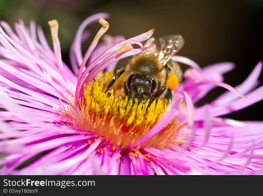 Bee on pink flower