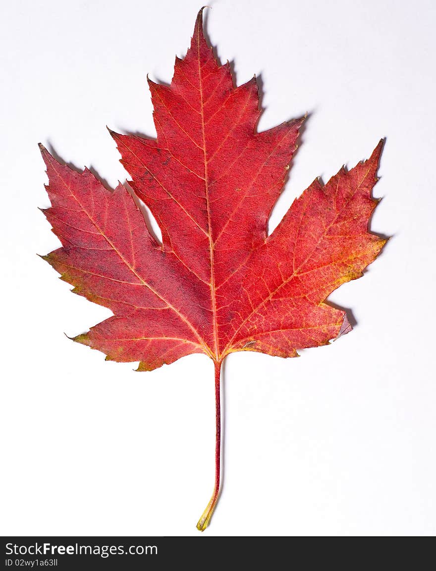 Red leaf on a white background