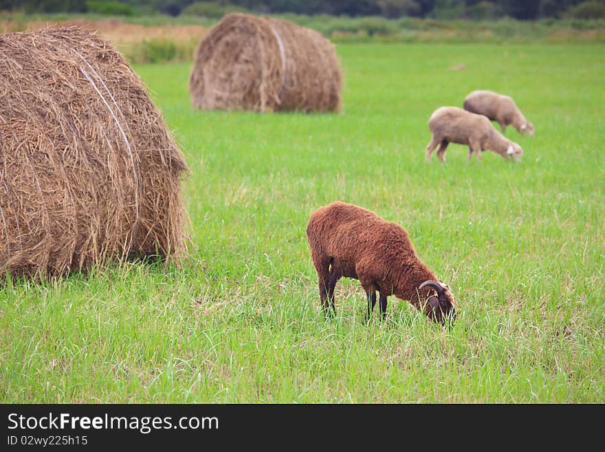 A flock of sheep grazing on the field among the haystacks. A flock of sheep grazing on the field among the haystacks