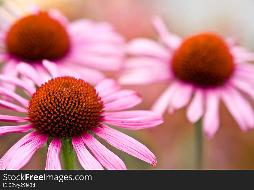 Image of flowers in the garden in full bloom in the fall season. Image of flowers in the garden in full bloom in the fall season