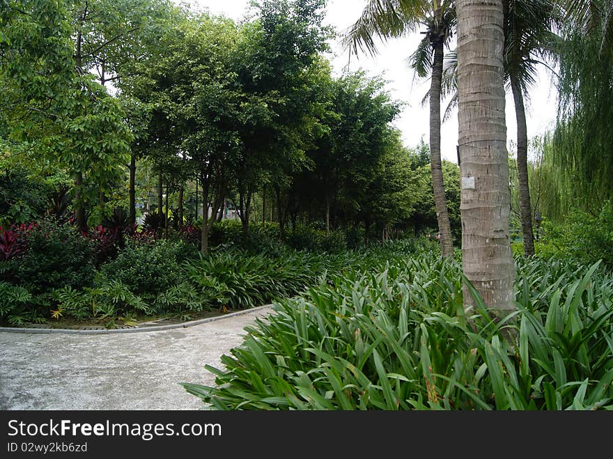 A mall, on both sides of trees and plants, as well as leisure chairs. People come here to play and relax. Do outdoor sports. A mall, on both sides of trees and plants, as well as leisure chairs. People come here to play and relax. Do outdoor sports.