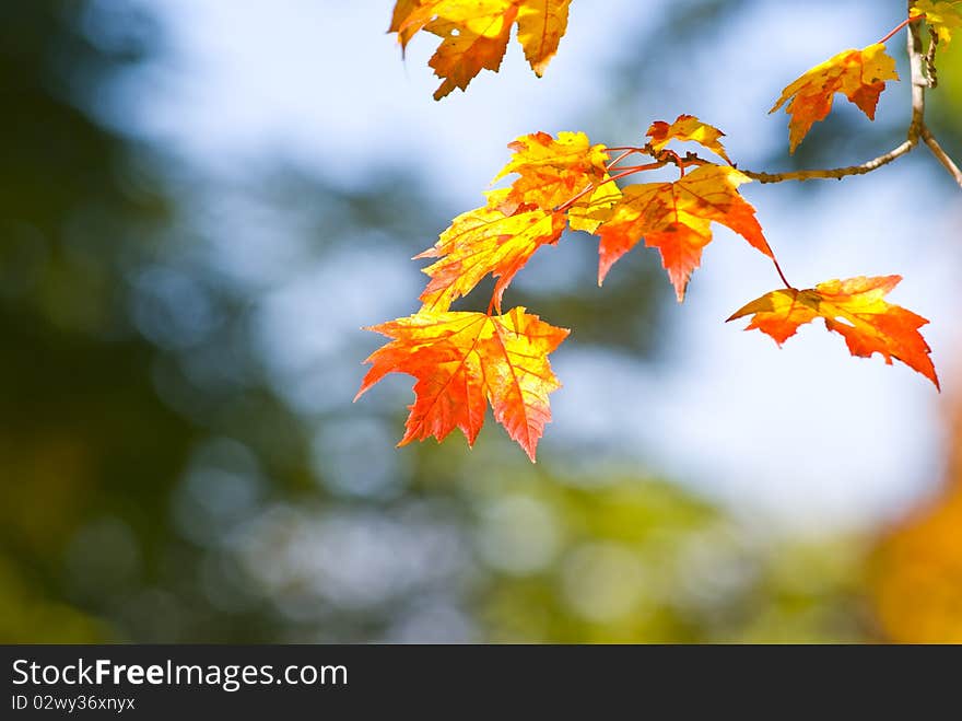 Autumn foliage with blurred background