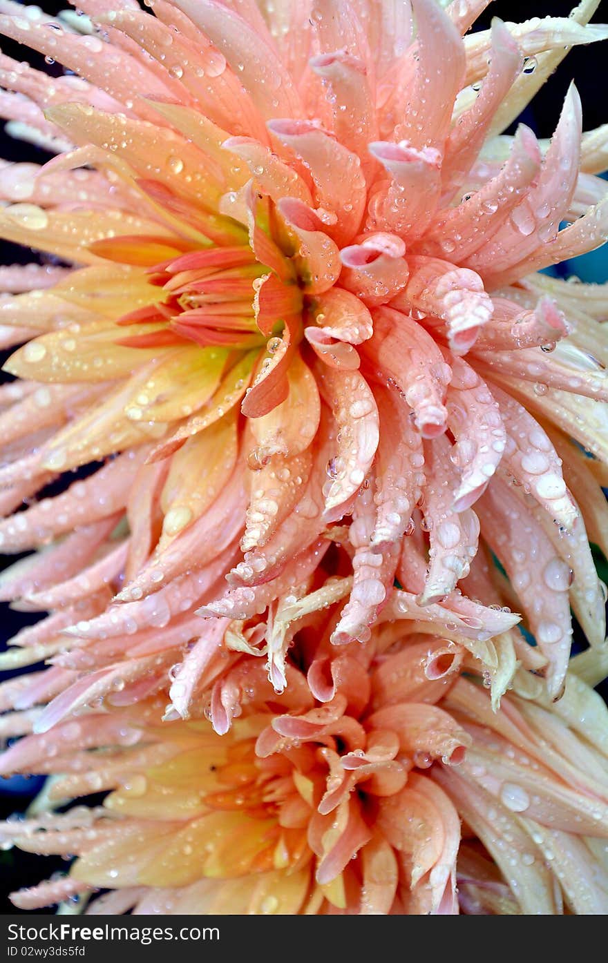 Pink dahlias