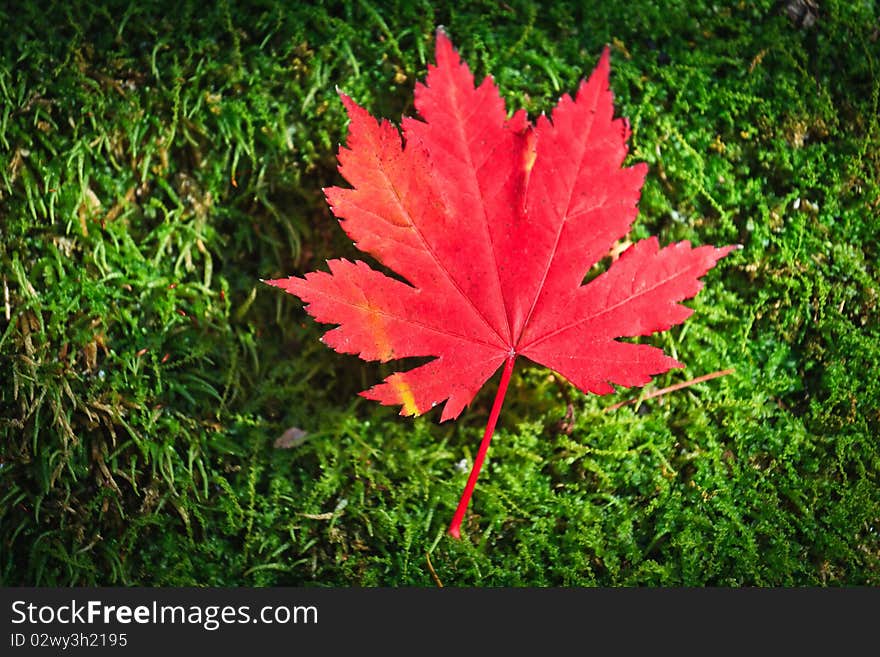 Red leaf on green moss