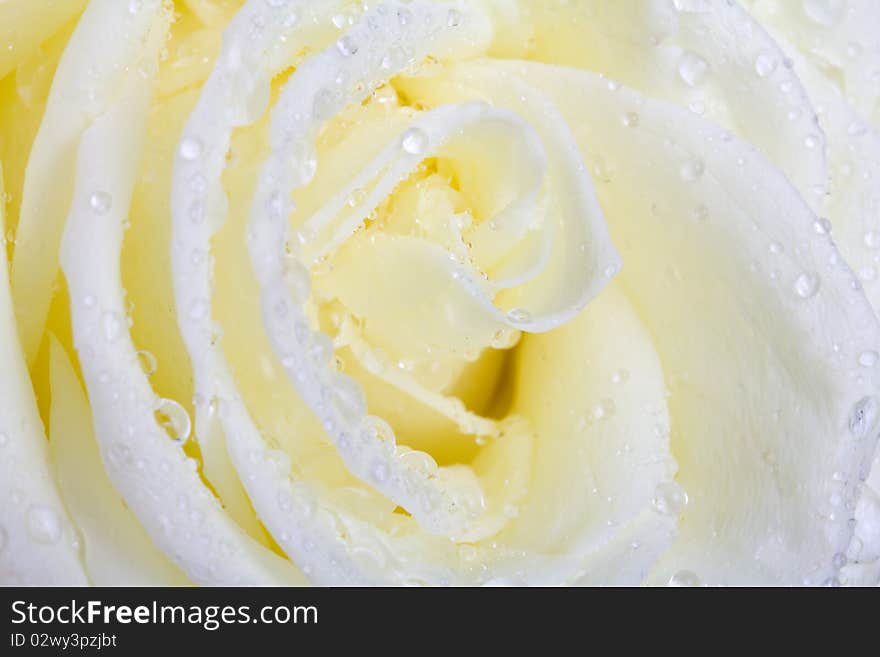 Close-up white rose macro shot