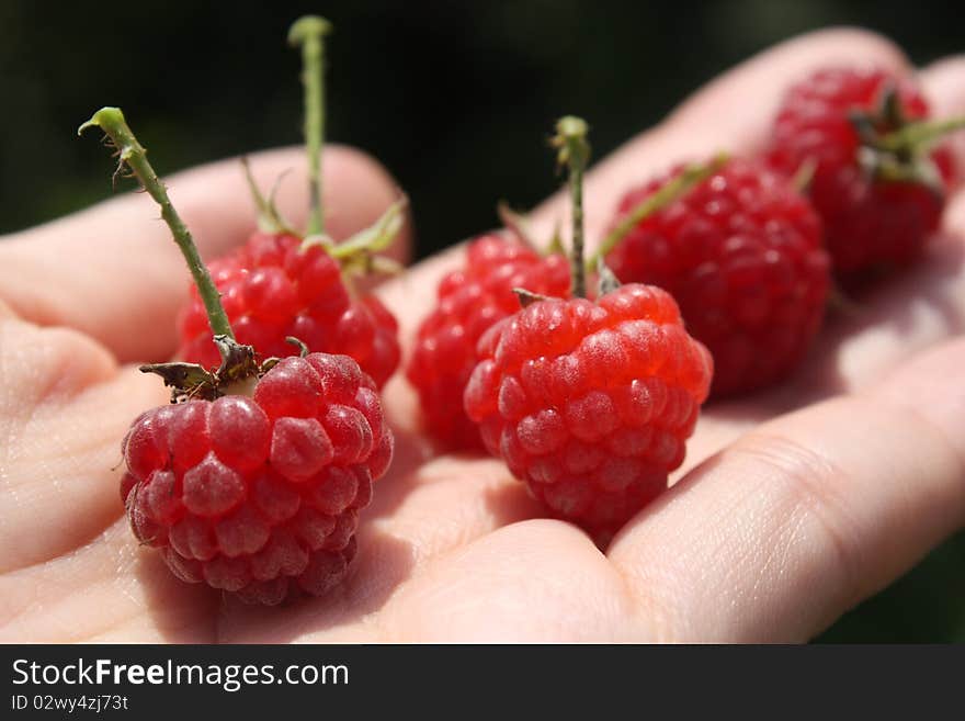 Bunch of riped red raspberries. Bunch of riped red raspberries