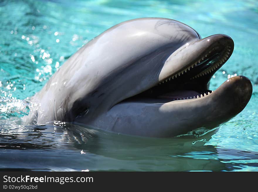 Smiling Dolphin