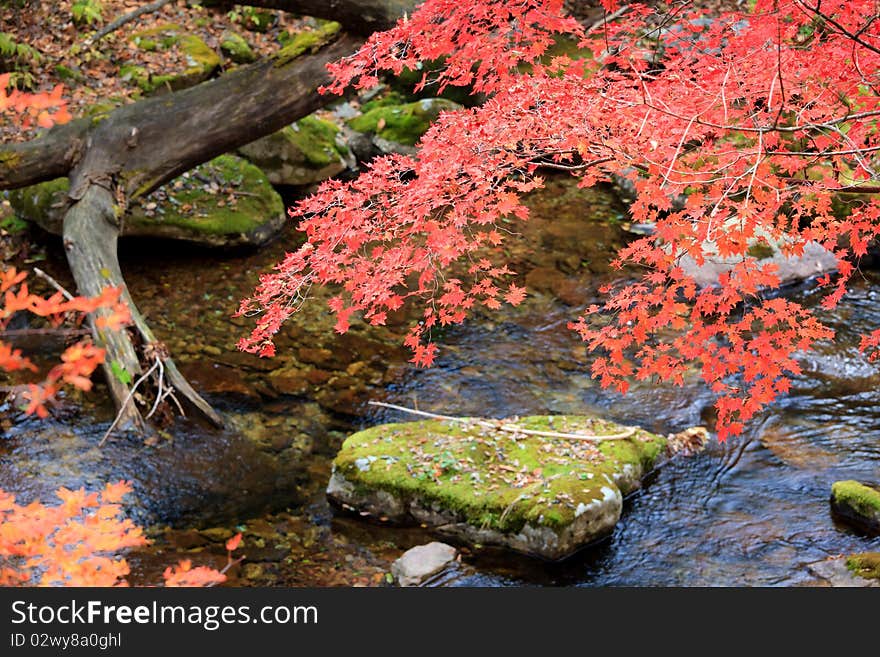 Autumn trees and their reflection in the water. Autumn trees and their reflection in the water