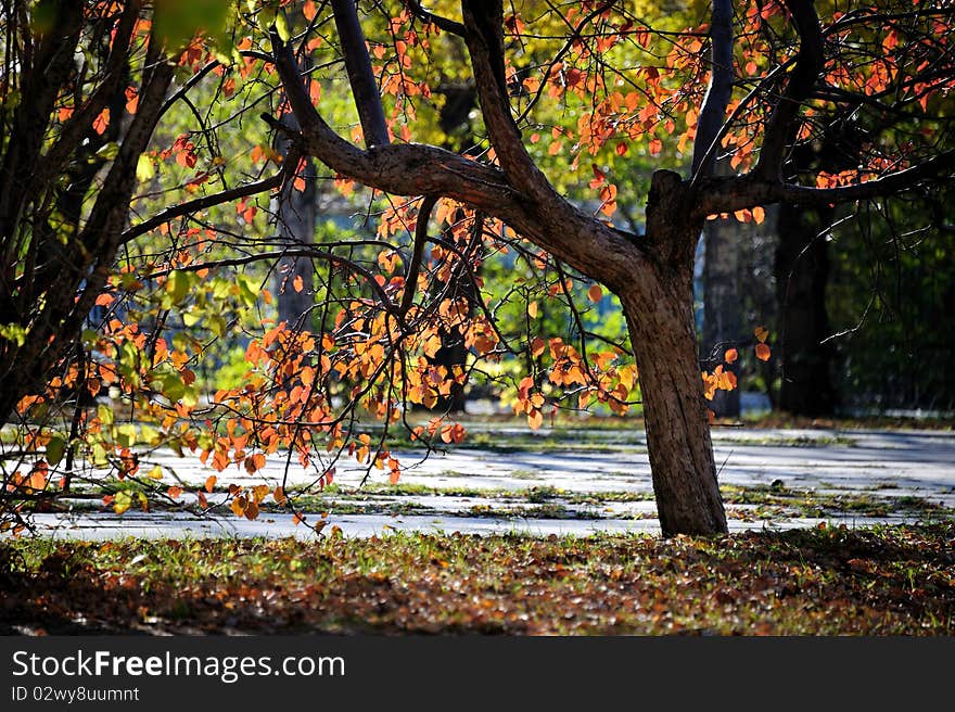 Autumn tree in morning park. Autumn tree in morning park